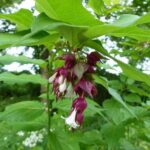 paulownia tomentosa paulonia 1 1