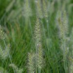 pennisetum alopecuroides little bunny penniseto 1