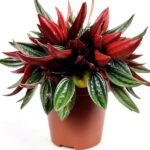 peperomia caperata rosso