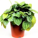 peperomia moonlight 1
