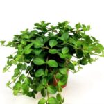 peperomia rotundifolia