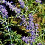 perovskia atriplicifolia blue spire salvia russa 1 1