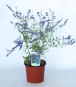 perovskia atriplicifolia blue spire salvia russa 2