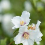 philadelphus belle etoile filadelfo 2 1