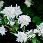 philadelphus coronarius virginalis filadelfo 1 1