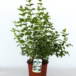 philadelphus schneesturm filadelfo 3 1