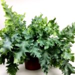 phlebodium aureum davana