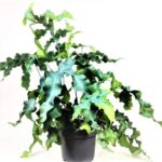 phlebodium mandaianum