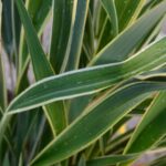 phormium cookianum tricolor formio 1