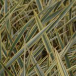 phormium golden ray formio 1