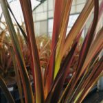 phormium pink panther formio 1