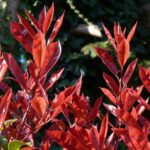 photinia fraseri super red fotinia 1