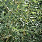 phyllostachis aureosulcata spectabilis v24 bambu