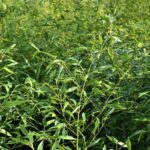 phyllostachis bissetti bambu