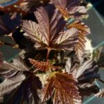 physocarpus opulifolius andre spirea americana