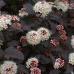 physocarpus opulifolius diabolo spirea americana