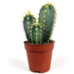 pilosocereus pachycladus ritter