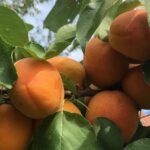 prunus armeniaca bella dimola albicocco 1