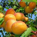 prunus armeniaca cafona albicocco