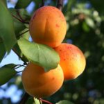 prunus armeniaca luizet albicocco 1