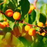 prunus armeniaca perla albicocco 1