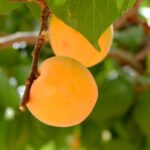 prunus armeniaca portamento basso albicocco 1