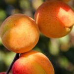 prunus armeniaca reale dimola albicocco 1