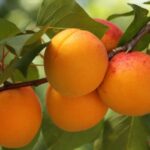 prunus armeniaca tyrinthos albicocco