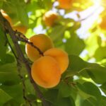 prunus armeniaca vitillo albicocco