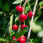 prunus avium amarena ciliegio da fiore 1