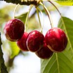 prunus avium bigarreau moreau ciliegio 1