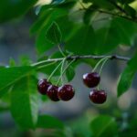 prunus avium black star ciliegio