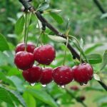 prunus avium ferrovia ciliegio 1