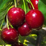 prunus avium giorgia ciliegio 1