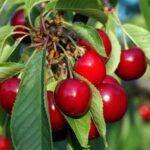 prunus avium sunburst ciliegio 1