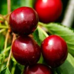 prunus avium van ciliegio 1