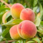 prunus persica cresthaven pesco