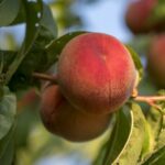 prunus persica fayette pesco 1