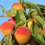 prunus persica maria bianca pesco 1