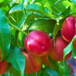 prunus persica nettarina big top pesco noce 1