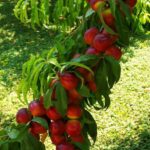 prunus persica nettarina caldesi pesco noce 1