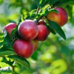 prunus persica nettarina indipendence pesco noce 1