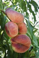 prunus persica platicarpa saturnina gialla pesco 1