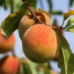 prunus persica portamento basso pesco 1