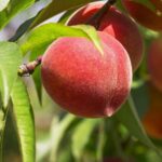 prunus persica spring lady pesco