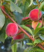 prunus persica springcrest pesco 1