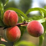 prunus persica suncrest pesco