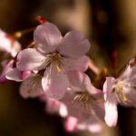 prunus serrulata amanogawa ciliegio 2