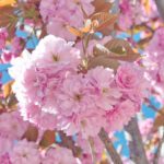 prunus serrulata kanzan ciliegio da fiore 2