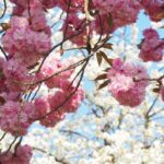 prunus serrulata subhirtella accolade ciliegio da fiore 1